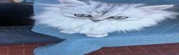 Persiano gatti in vendita: Persiano chinchilla  - Annuncio 3