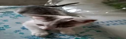 Meticcio gatti in regalo: Splendidi Gattini di 3 Mesi in Regalo - Affettuosi - Annuncio 3
