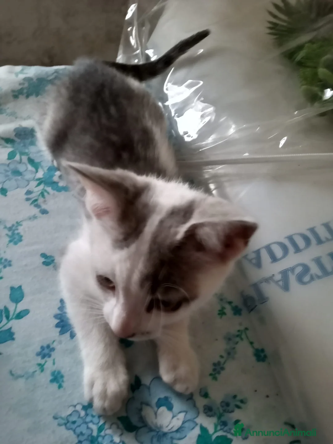 Meticcio gatti in regalo: Splendidi Gattini di 3 Mesi in Regalo - Affettuosi - Annuncio 3
