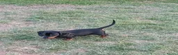 Bassotto Nano cani in vendita: Cucciolo di bassotto nano nero focato a Provincia di Treviso - Annuncio 5