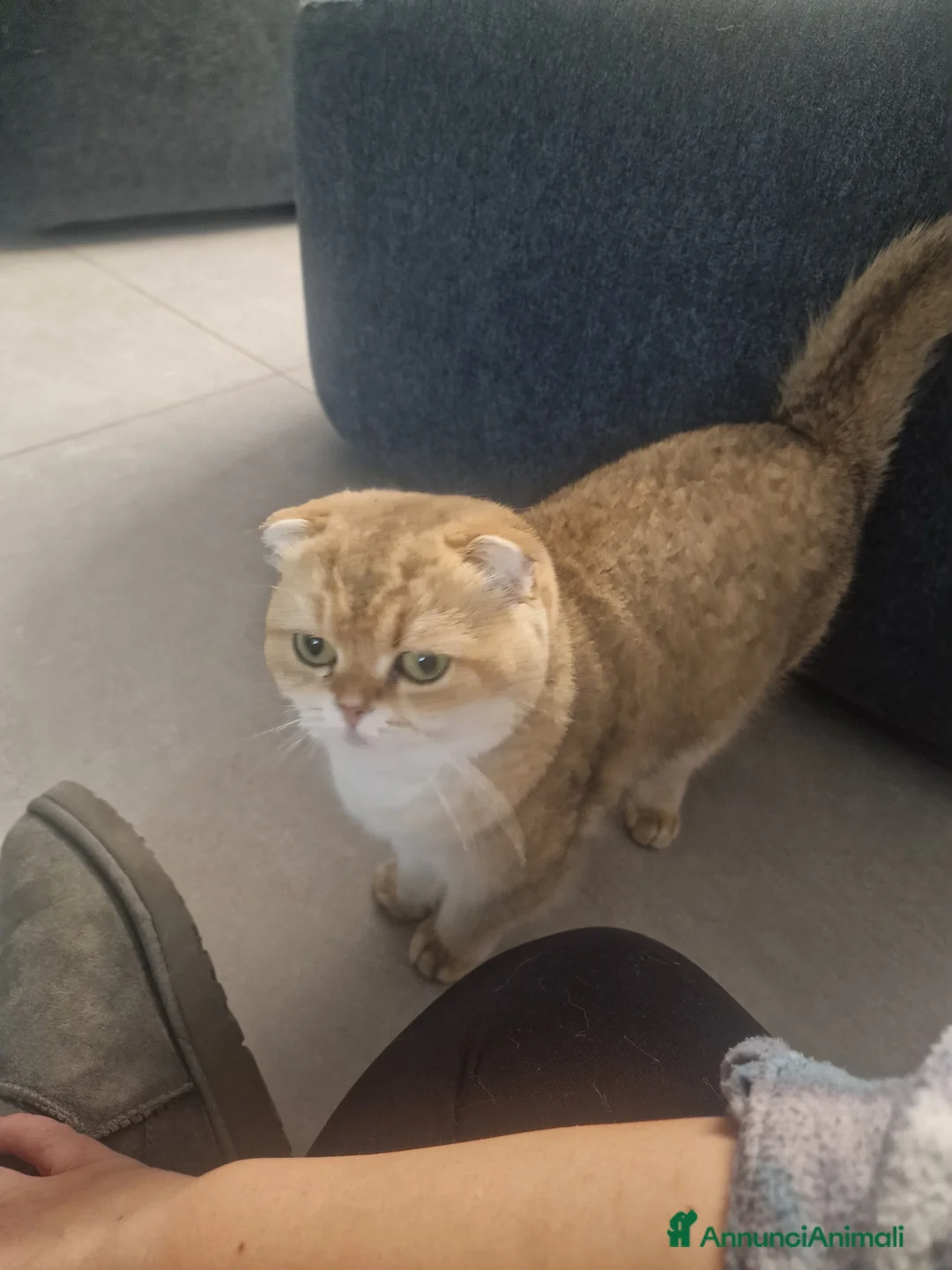 Scottish gatti in vendita: Cuccioli scottish - Annuncio 1