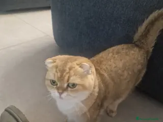 Scottish gatti in vendita: Cuccioli scottish - Annuncio 1