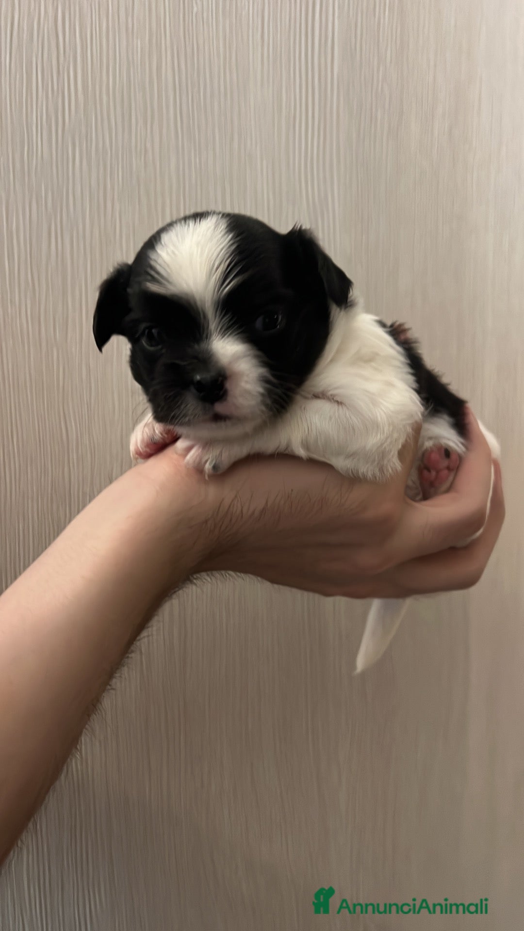 Chihuahua cani Chihuahua pelo lungo pedigree  - Annuncio 2