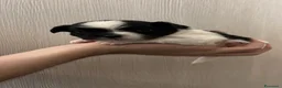 Chihuahua cani in vendita: Chihuahua pelo lungo pedigree  - Annuncio 3
