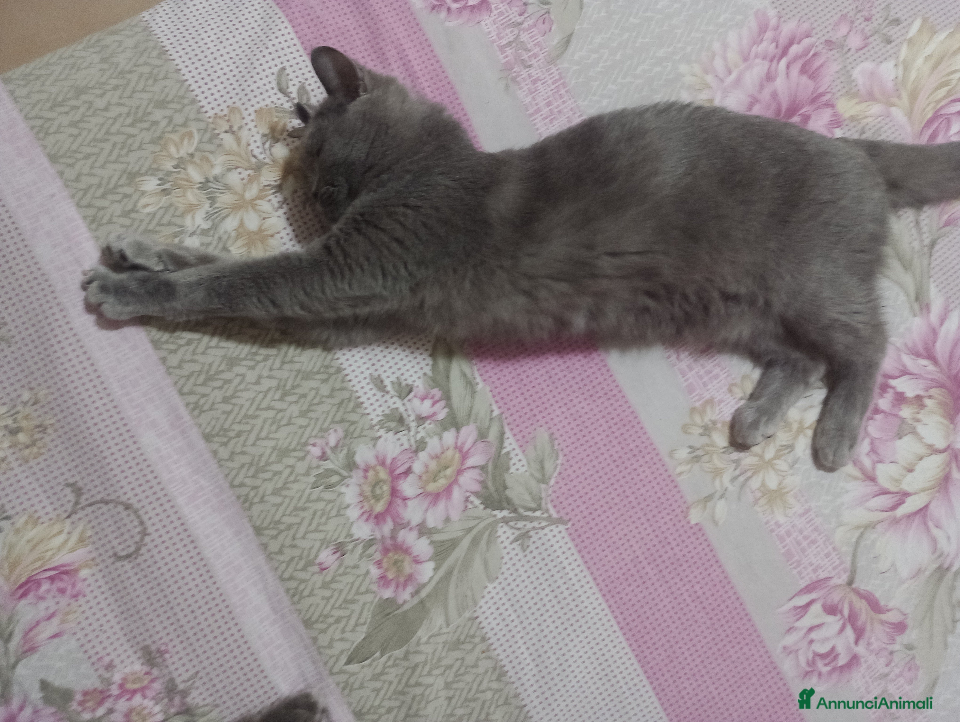 British gatti Cucciola Brittish Shorthair Blue  - Annuncio 2