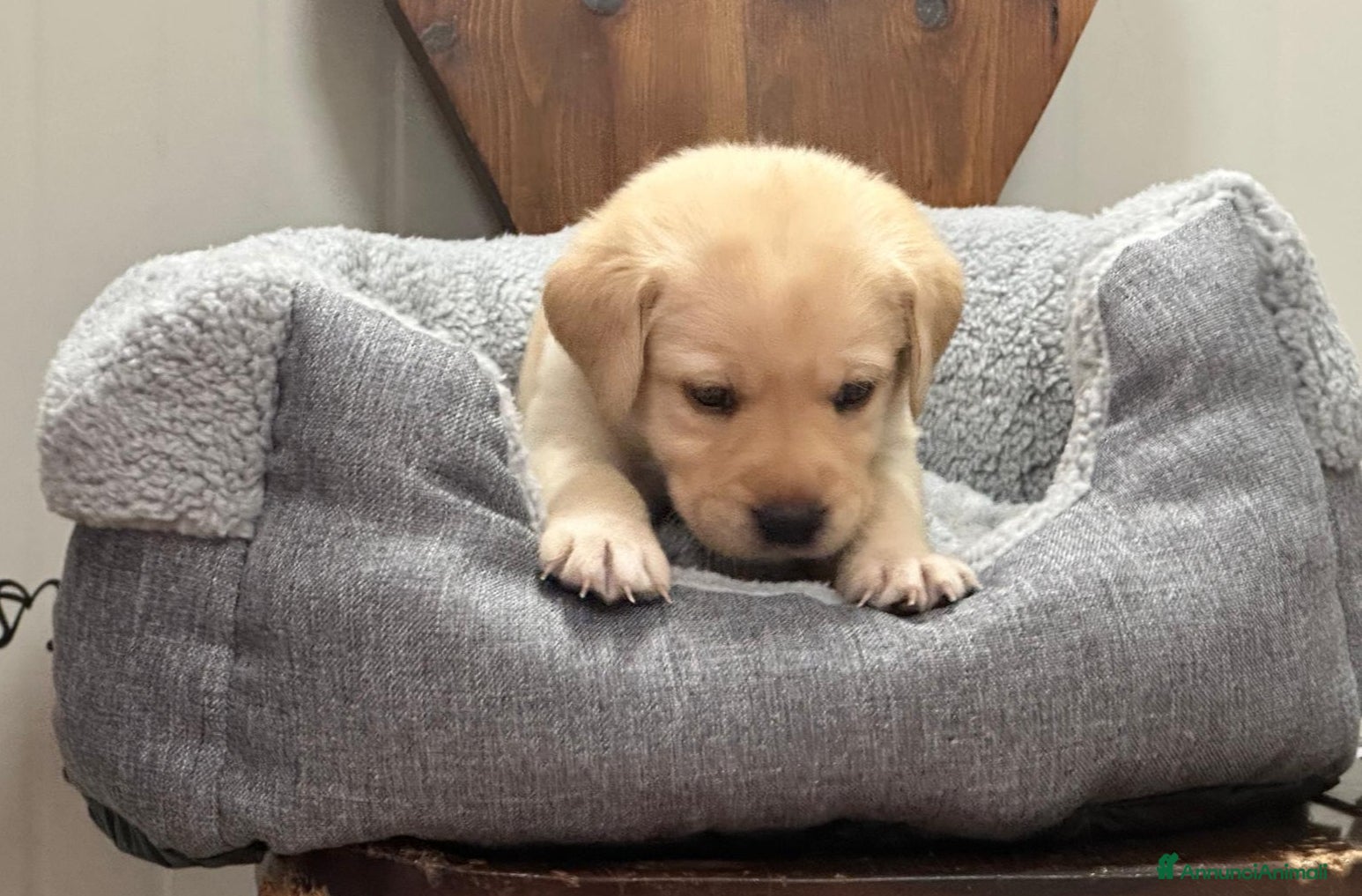 Labrador cani Cuccioli labrador retriever  - Annuncio 2