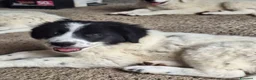 Meticcio cani in vendita: 🐶 Cucciola femmina bianca con macchie nere - Annuncio 6