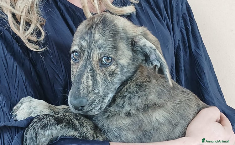 Meticcio cani a Città metropolitana di Roma Capitale - Annuncio 8