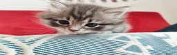 Siberiano gatti in vendita: Cucciola siberiana in vendita  - Annuncio 3
