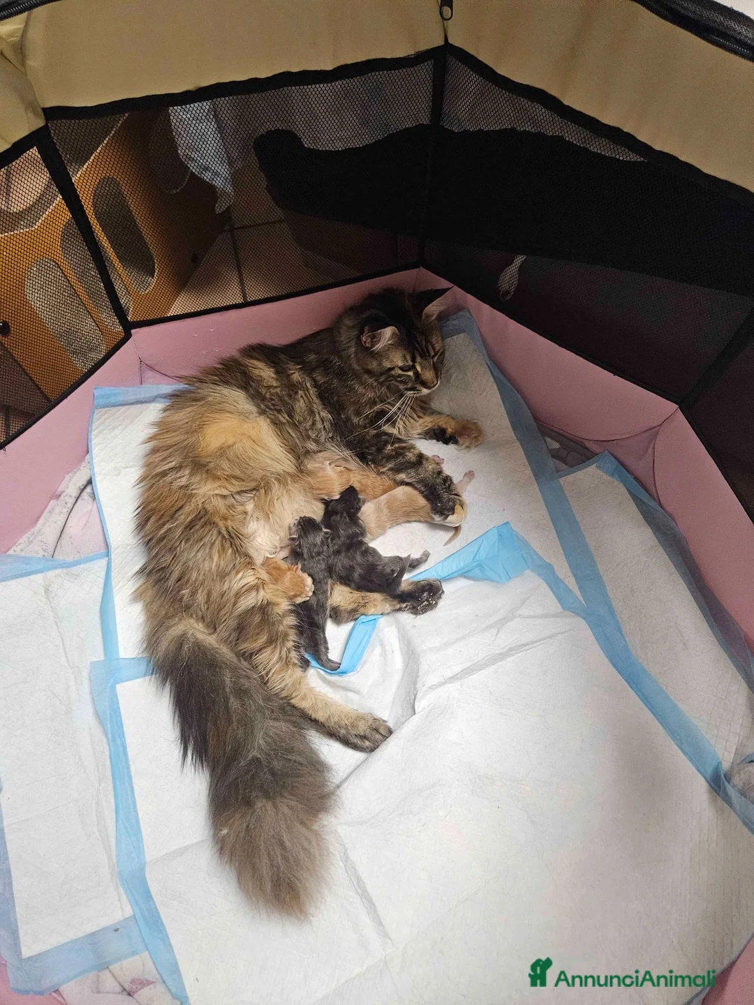 Maine Coon gatti in vendita: Cuccioli maine coon - Annuncio 2