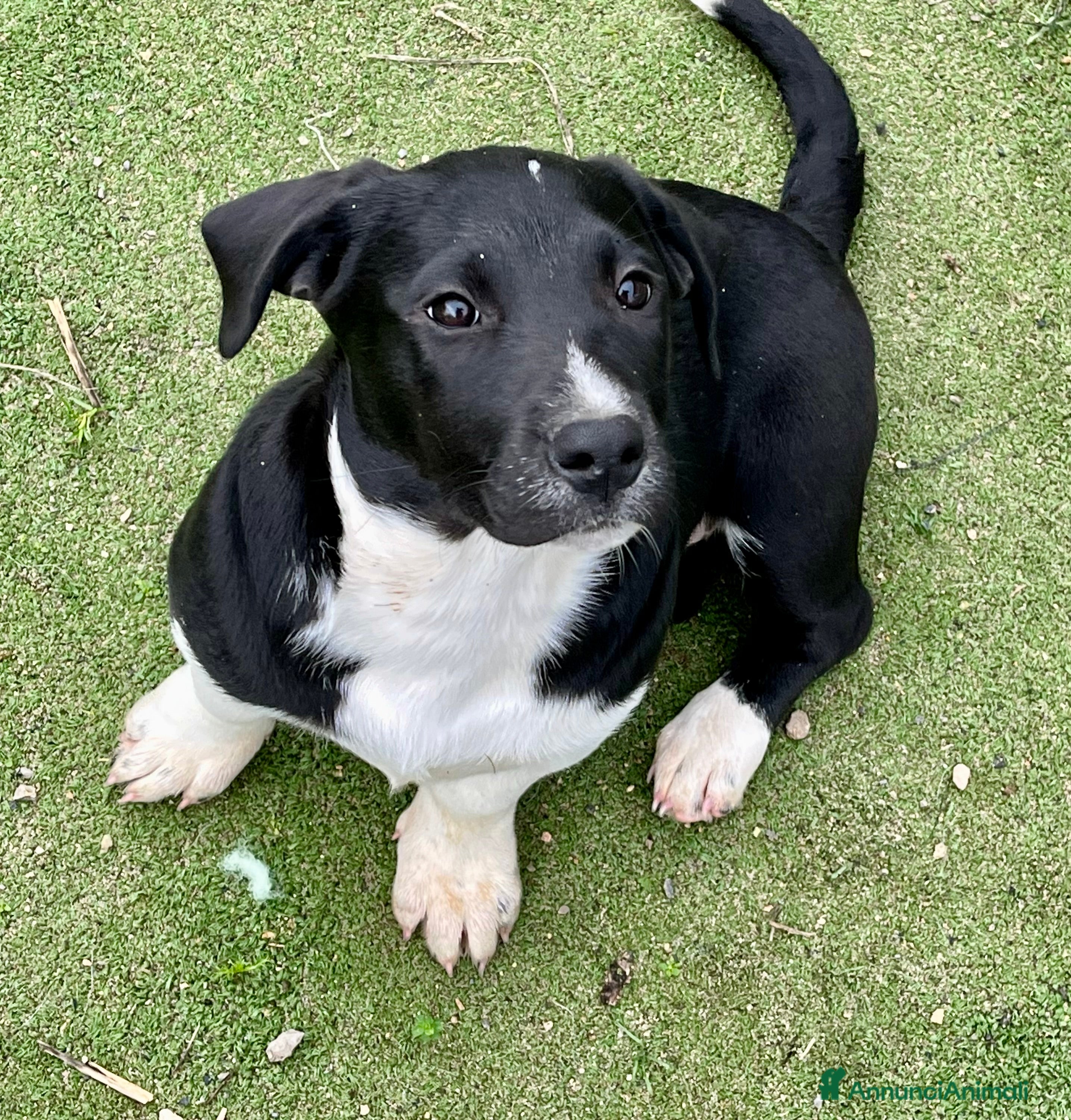 Meticcio cani Virna cucciola due mesi e mezzo - Annuncio 1