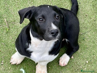 Meticcio cani Virna cucciola due mesi e mezzo - Annuncio 1