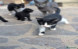 Europeo gatti in regalo: Quattro gattini disponibili per adozione - Annuncio 7