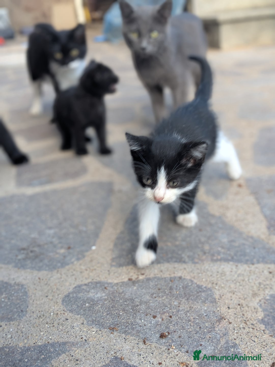 Europeo gatti in regalo: Quattro gattini disponibili per adozione - Annuncio 7