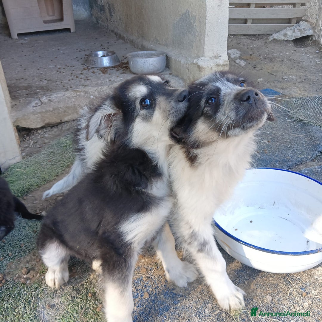 Meticcio cani in regalo:  SUSY - Annuncio 5