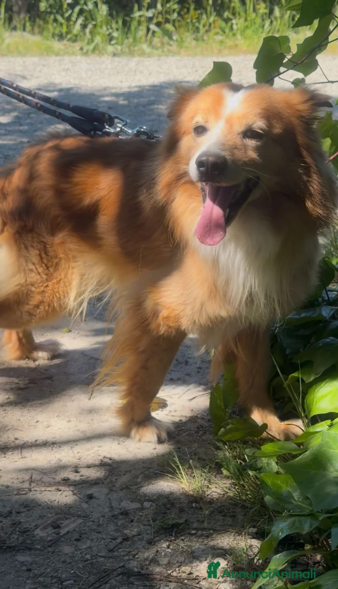 Meticcio cani in regalo: RICKY 💙 11 kg di bontà a Provincia di Pistoia - Annuncio 11