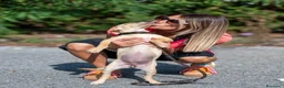 Meticcio cani in regalo: melissa - Annuncio 4