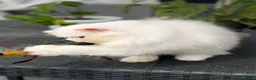 Persiano gatti in vendita: Gatti Persiani enExotic cuccioli  - Annuncio 3