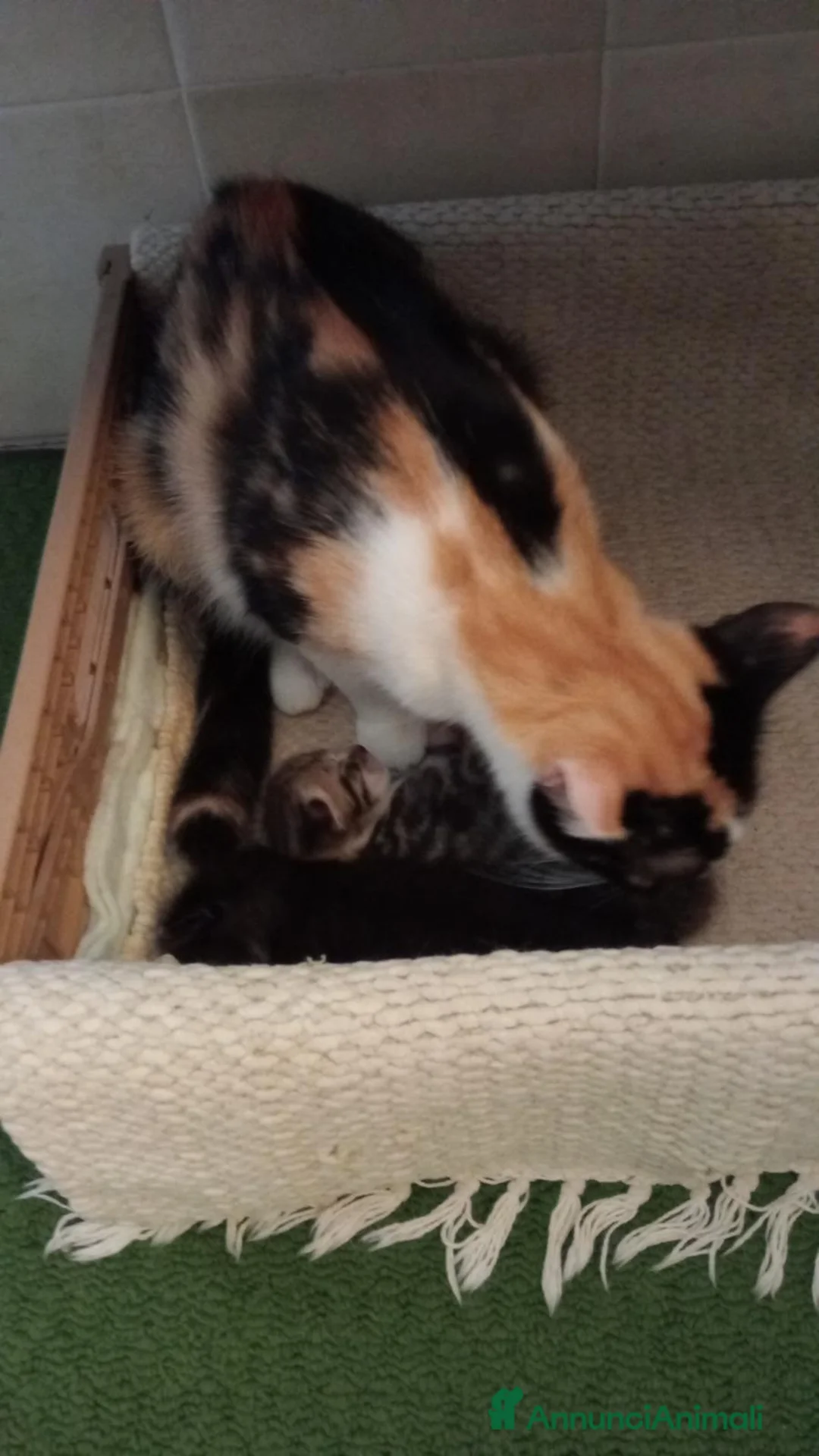 Altre razze gatti in regalo: Gattini in cerca di amore e una casa  a Provincia di Perugia - Annuncio 4