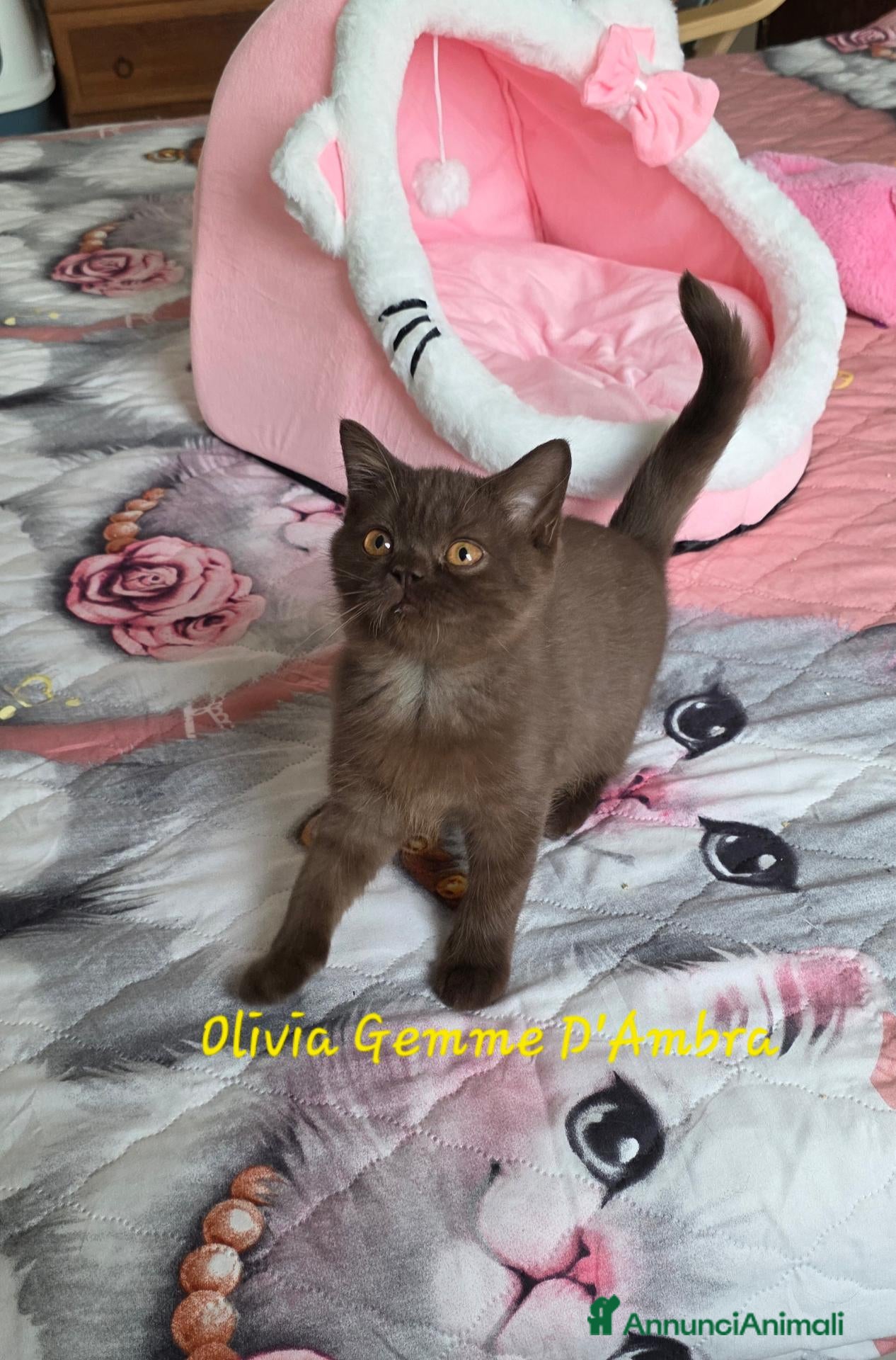 British gatti in vendita: British shorthair chocolate  - Annuncio 2