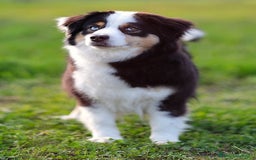 Miniature American Shepherd cani in vendita: Pastore Australiano in Miniatura a Città Metropolitana di Torino - Immagine 5