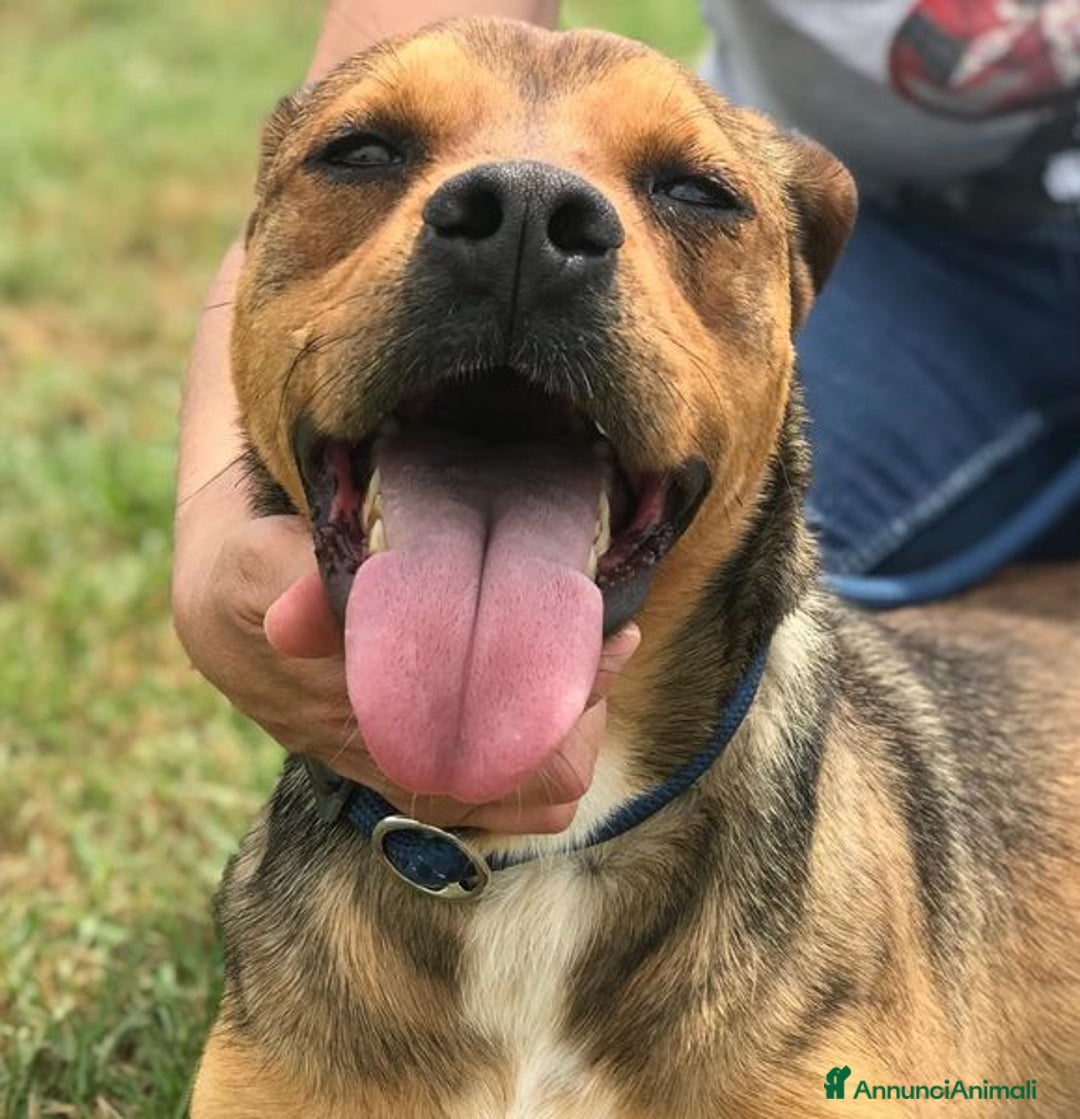 Meticcio cani in regalo: Mango, il cagnolino che si mette in posa - Annuncio 5