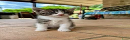 Europeo gatti in regalo: Gattini carinissimi gratis - Annuncio 5