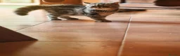 Exotic Shorthair gatti in vendita: In cerca di coccole - Annuncio 11