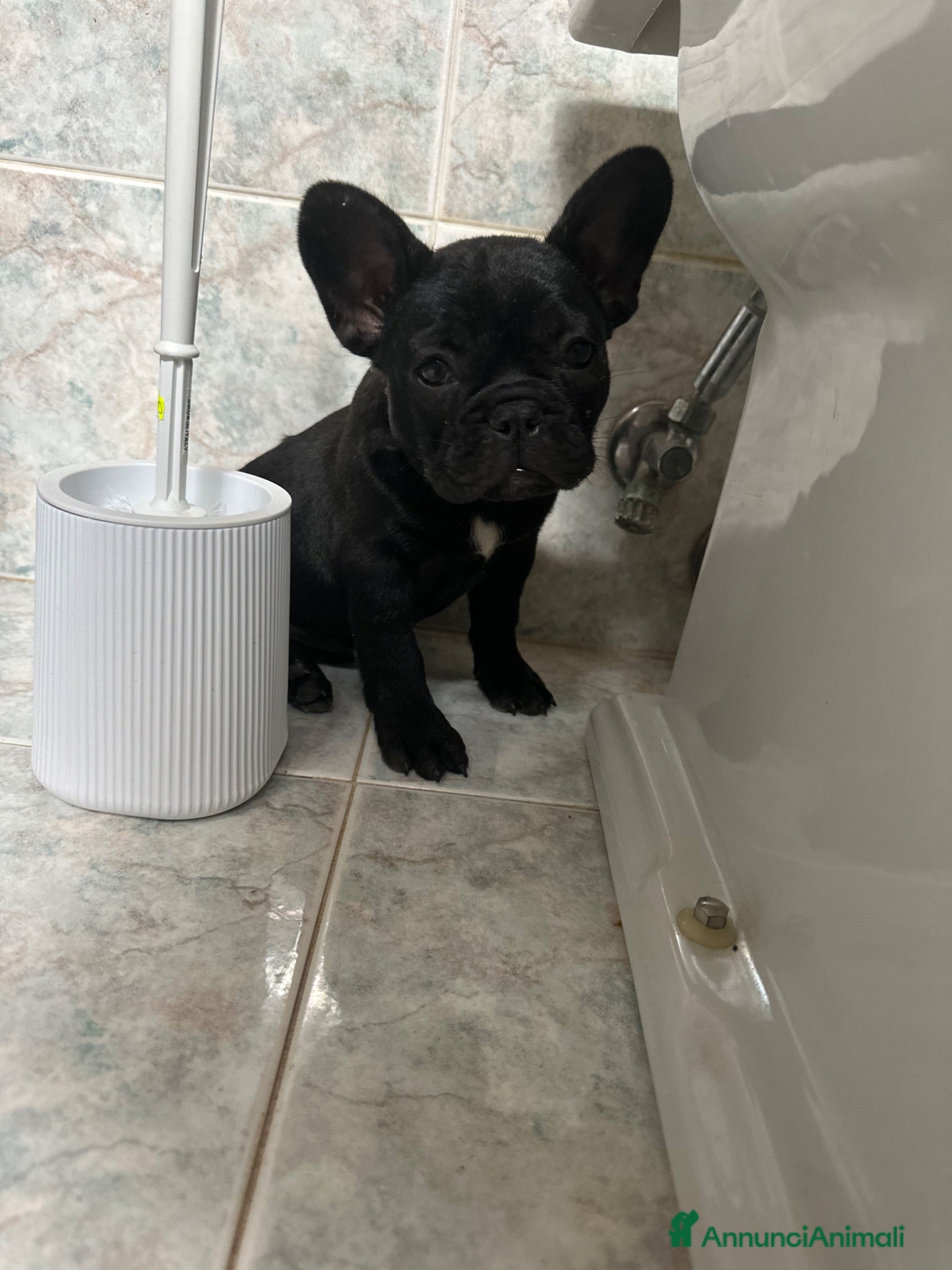 Bulldog Francese cani bulldog francese nero tigrato  - Annuncio 1