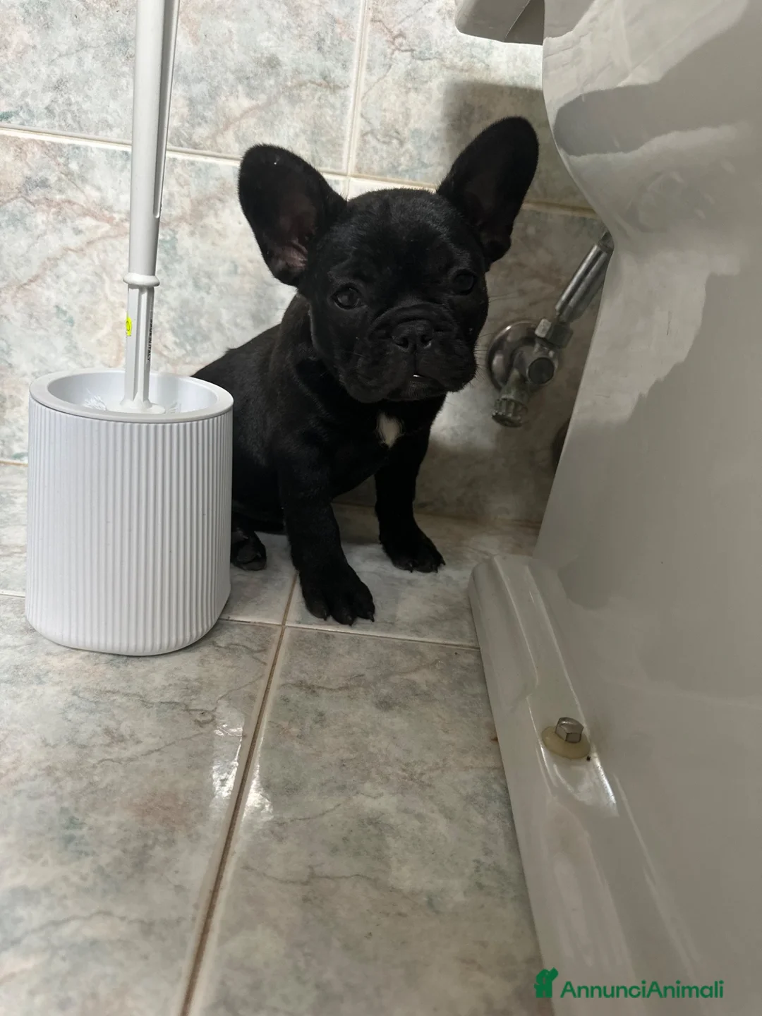 Bulldog Francese cani in vendita: bulldog francese nero tigrato  - Annuncio 1