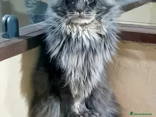 Maine Coon gatti Cuccioli di Maine Coon linea russa - Annuncio 1