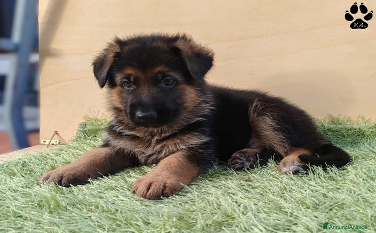 Pastore Tedesco cani Pastore tedesco cucciolo maschio - Annuncio 2