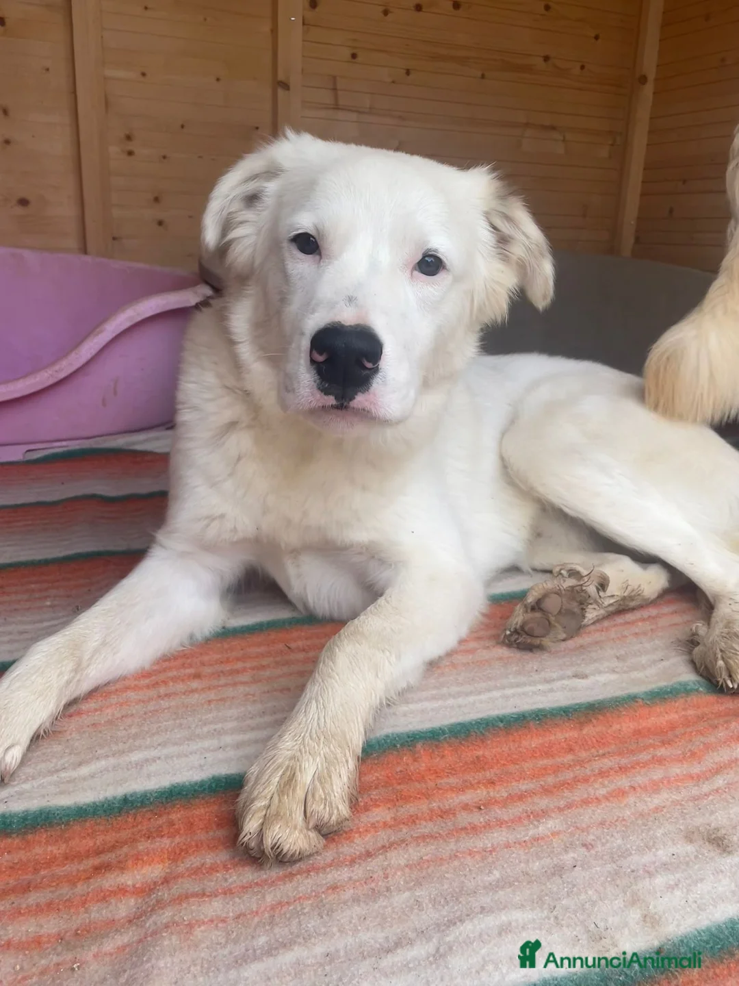 Meticcio cani in regalo: IL TENERISSIMO SNOOPY - Annuncio 7