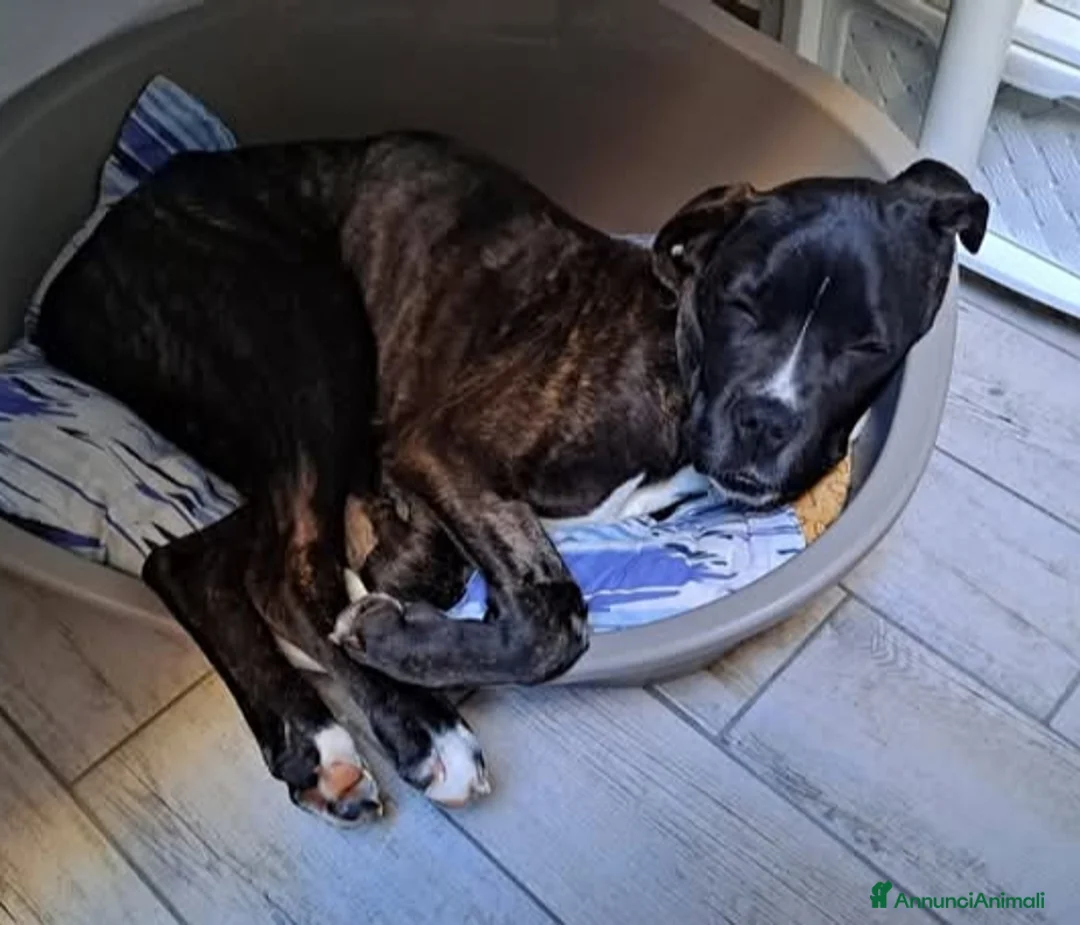 Meticcio cani in regalo: Kira cerca casa  - Annuncio 5