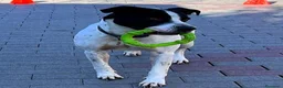 Meticcio cani in regalo: BLACK GENTILCANE - Annuncio 9