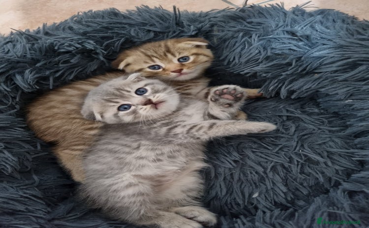 Scottish gatti a Provincia di Bergamo - Annuncio 4