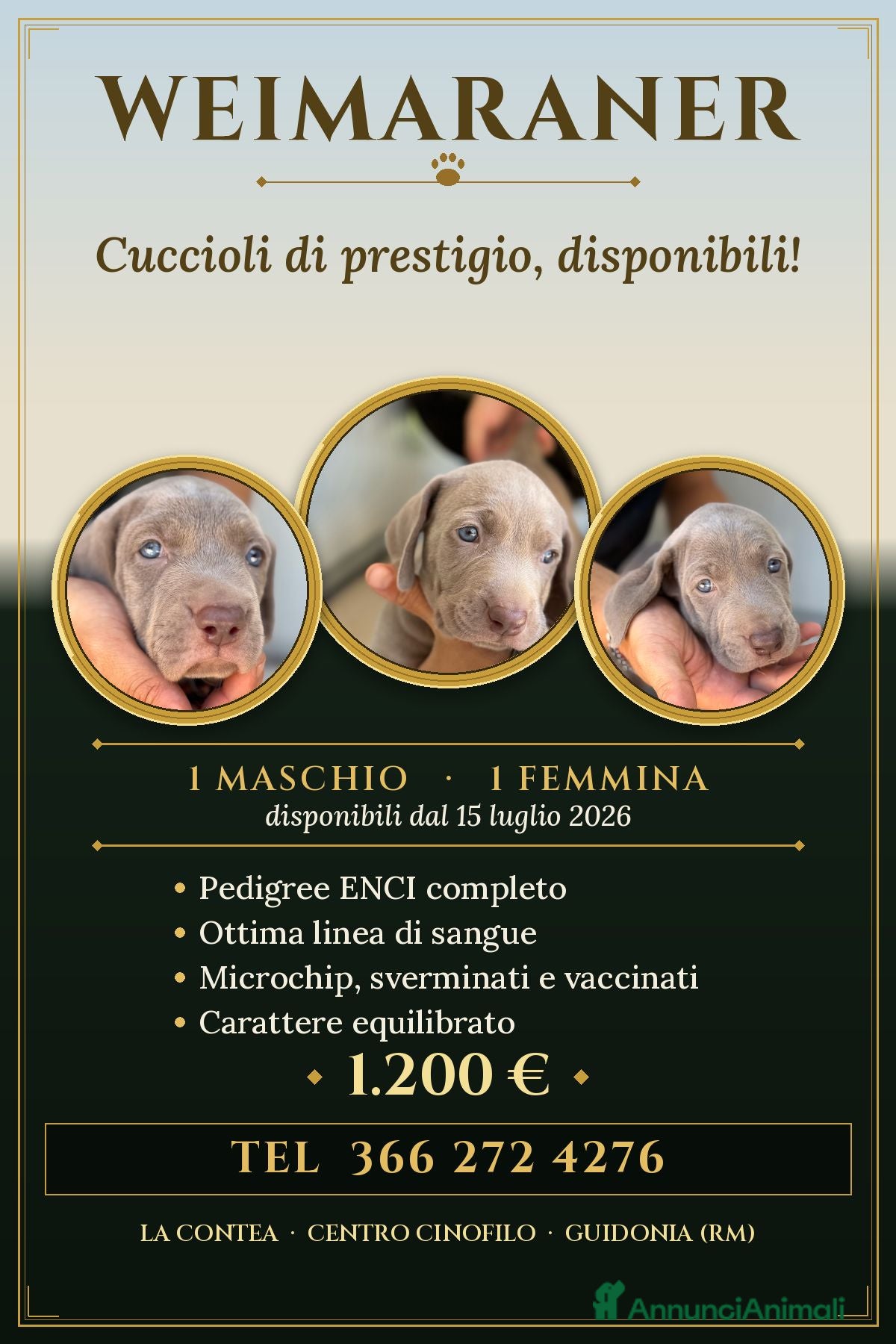 Weimaraner cani 🐾 CUCCIOLI DI WEIMARANER — DISPONIBILI 🐾 - Annuncio 1
