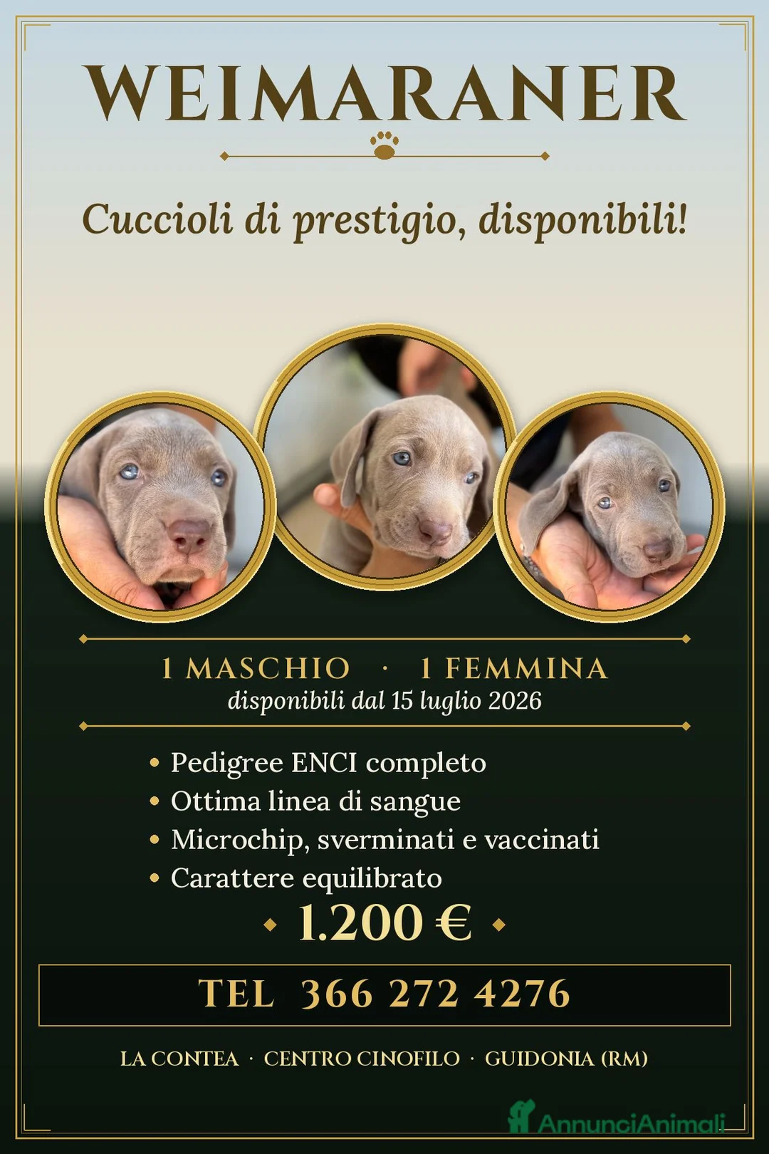 Weimaraner cani in vendita: 🐾 CUCCIOLI DI WEIMARANER — DISPONIBILI 🐾 a Città metropolitana di Roma Capitale - Annuncio 1
