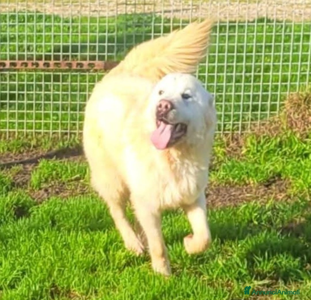 Pastore Maremmano cani in regalo: Lucilla, cucciolona di pastore maremmano  - Annuncio 4