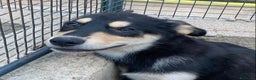 Meticcio cani in regalo: JOE dolce cucciolo 4 mesi cerca adozione - Latina - Annuncio 6