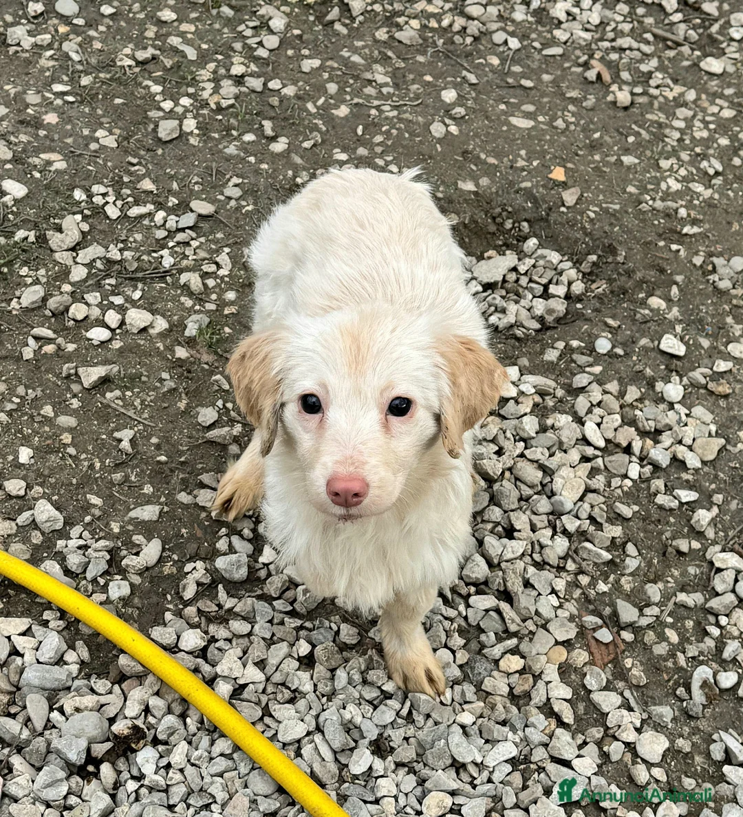 Meticcio cani in regalo: Claretta 6 mesi taglia piccola  - Annuncio 4