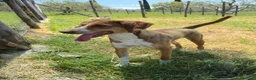 Meticcio cani in regalo: Pangy a Provincia di Varese - Annuncio 1