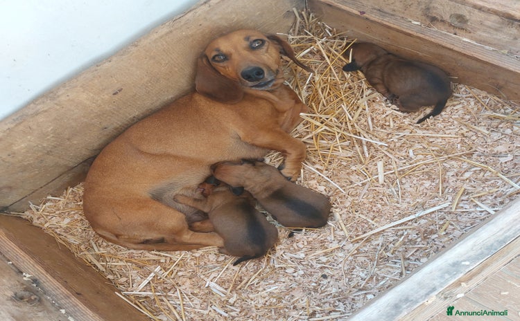 Bassotto cani - Annuncio 2