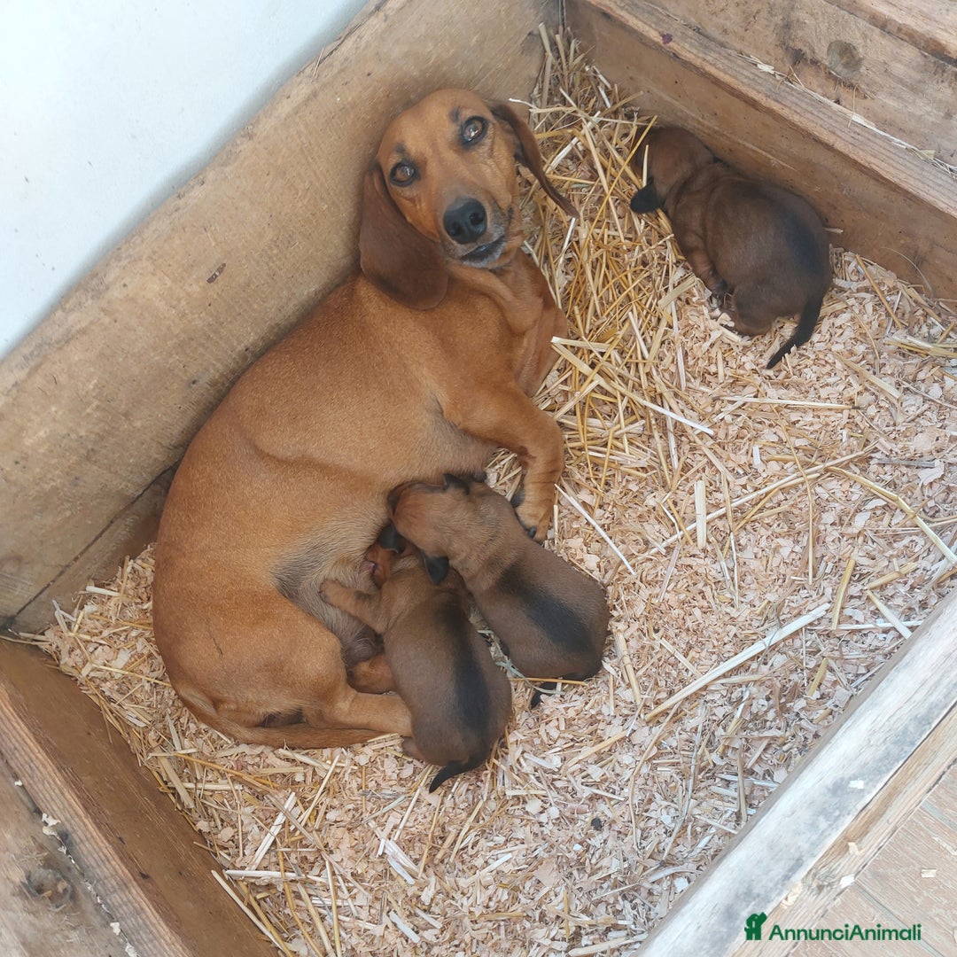 Bassotto cani in vendita: Cucciola di bassotto - Annuncio 1