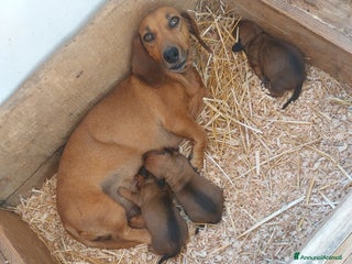 Bassotto cani Cucciola di bassotto - Annuncio 3