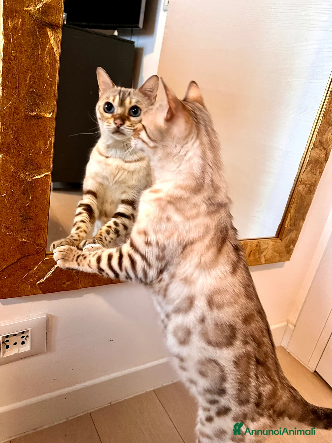 Immagine della galleria {{count}}