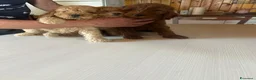 Barboncino cani in vendita: Barboncini nani a Provincia di Alessandria - Annuncio 19