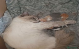 Ragdoll gatti in vendita: Incrocio ragdoll gatti a Città metropolitana di Catania - Immagine 2