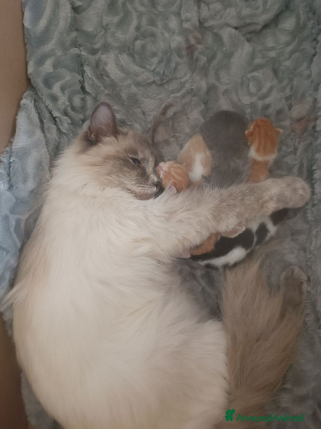 Ragdoll gatti in vendita: Incrocio ragdoll gatti a Città metropolitana di Catania - Immagine 2