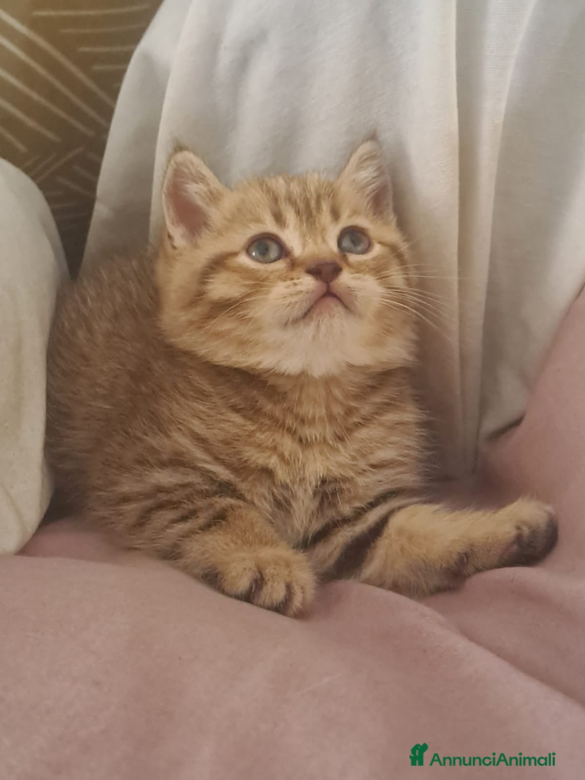Scottish gatti Fantastiche cucciole Scottish straight  - Annuncio 1